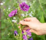 You can find these edible wild plants now in July