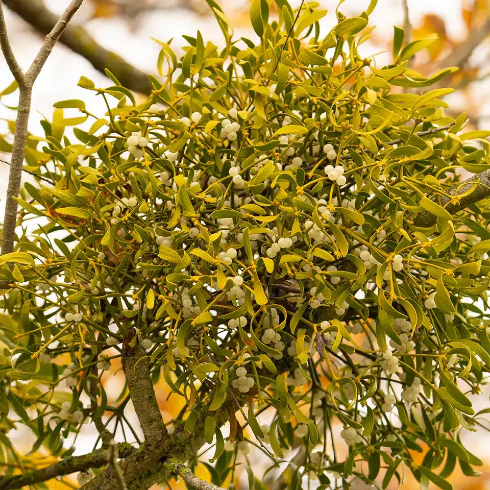 Mistletoe in December