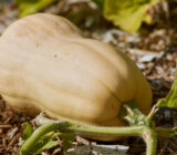 Butternut Squash: Versatile Recipes