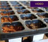 Sowing in the substrate: where will it germinate best? (experience)