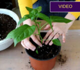 Transplanting peppers is a careful method without damaging the roots