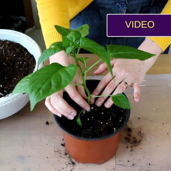 Transplanting peppers is a careful method without damaging the roots