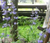 “Garden Style”: Lithuanian identity in the environment