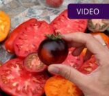 What are the most valuable tomatoes? Dietitian Vaida Kurpienė answers: