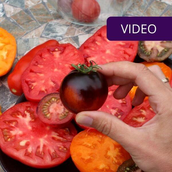 What are the most valuable tomatoes? Dietitian Vaida Kurpienė answers: