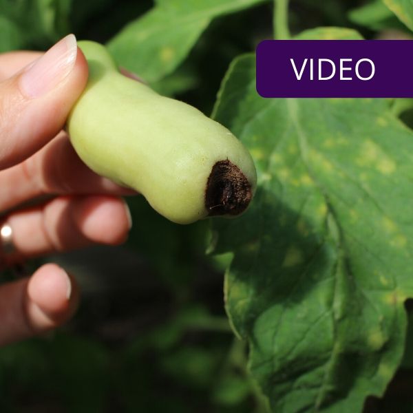 Diseases of my tomatoes: what happened and how I saved them