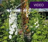 9 perennial flowers that bloom in summer: find ideas for a flower garden