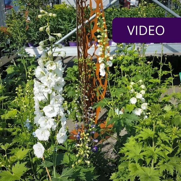 9 perennial flowers that bloom in summer: find ideas for a flower garden