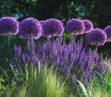 Monochrome flower garden: elegant or boring?