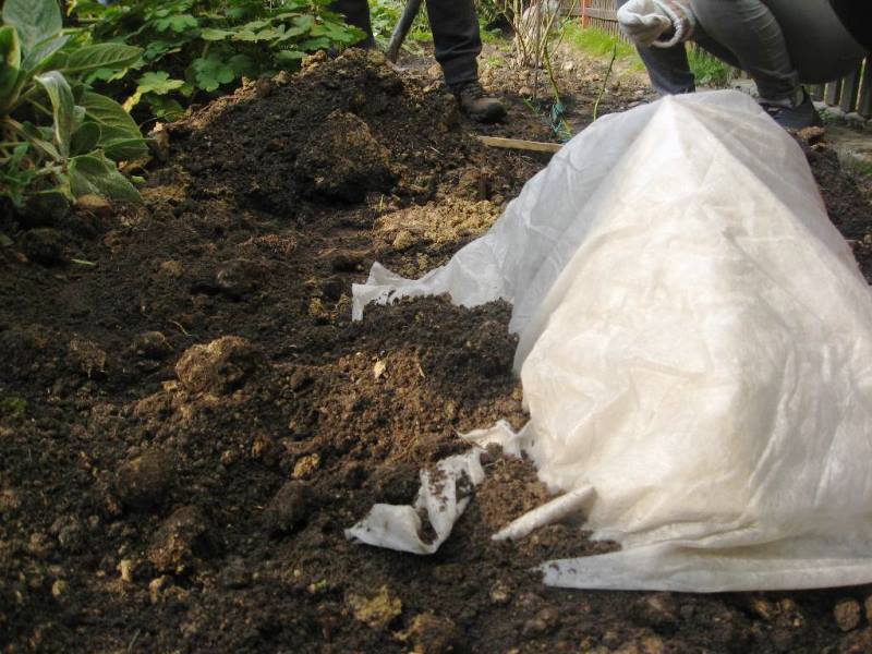 The rose seedling is covered before winter