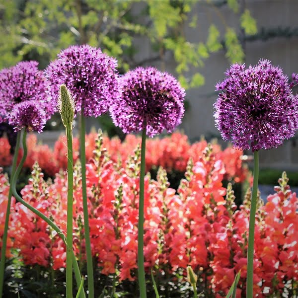 The flowering festivals in spring 2018 and the calendar of seedling fairs