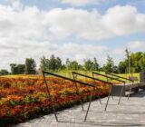 Ilze Ruksane: Peonies and marigolds are back in fashion in Latvia