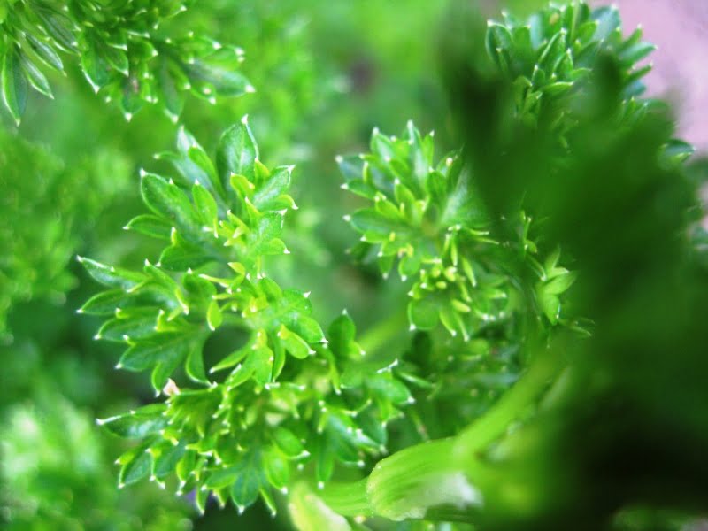 Crop rotation. Parsley.