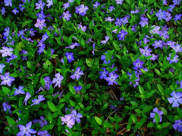 Vinca_minor_zieme
