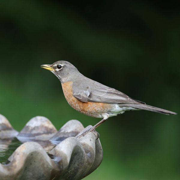 What is a soundscape and how to apply it to your garden