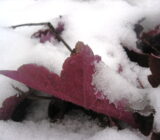 A beautiful plot in winter: practical advice on how to make it.