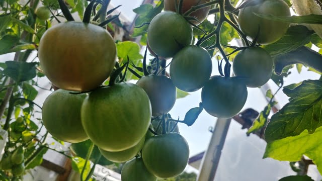 Greenhouse in spring Yellow wheelbarrow