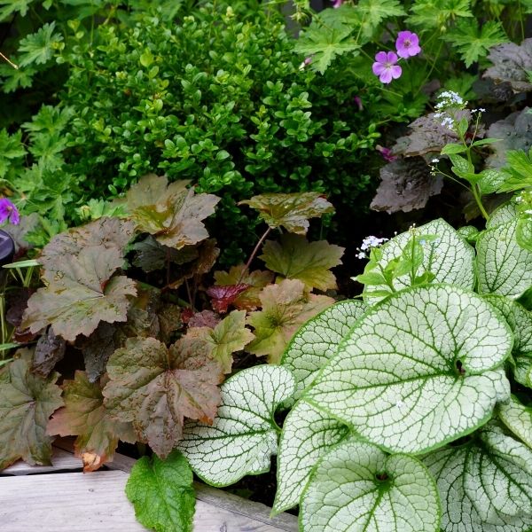 How to plant a terrace, especially when part of the plants are in the shade