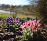 Online landscaping courses: we present the programs