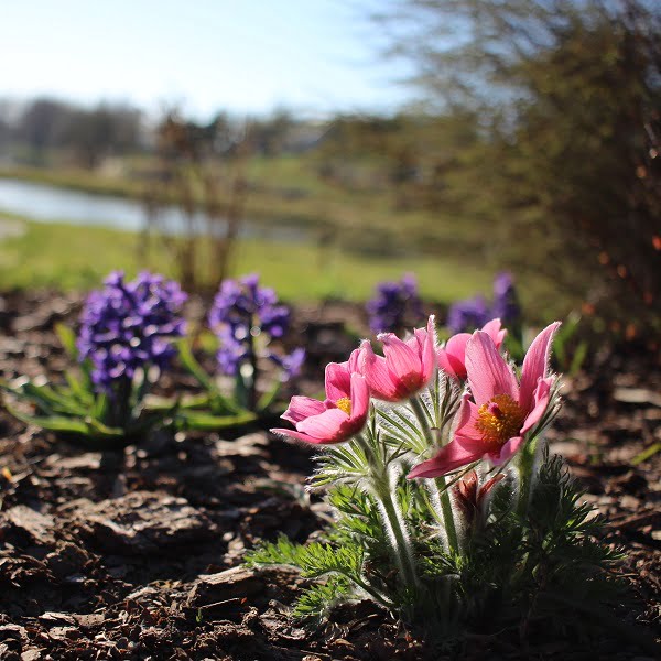 Online landscaping courses: we present the programs