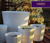 How to sow vegetables in pots: simple instructions