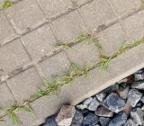 Remove weeds and moss between pavers