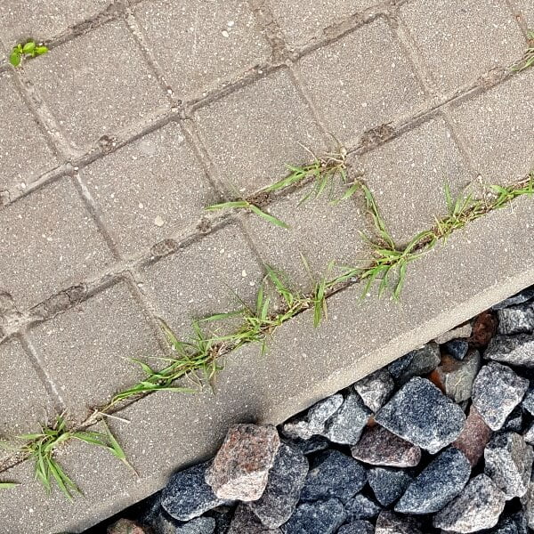 Remove weeds and moss between pavers