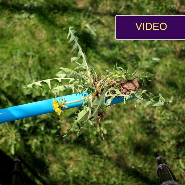 Weed Puller: Find out how easy it is to pull milkweed