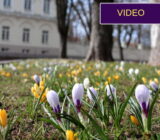 Crocuses in the lawn are like little diamonds: plant them in your garden! –