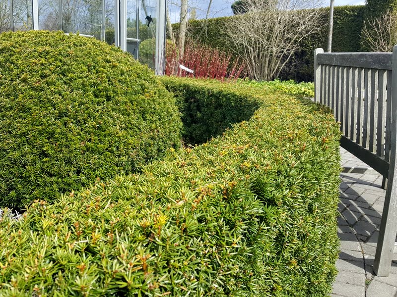 It is best to train it in summer and autumn to obtain a beautiful foliage, because spring pruning encourages new shoots. By L. Liubertaitì