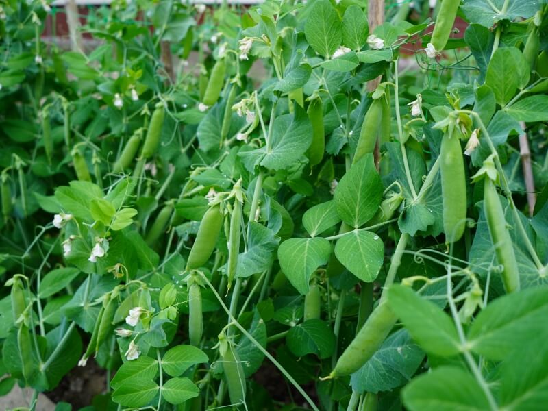 Peas love moisture, so don't let them dry out and water them regularly. photo Lina Lubertaitė