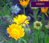 3 beautiful flowers that will help you fight parasites
