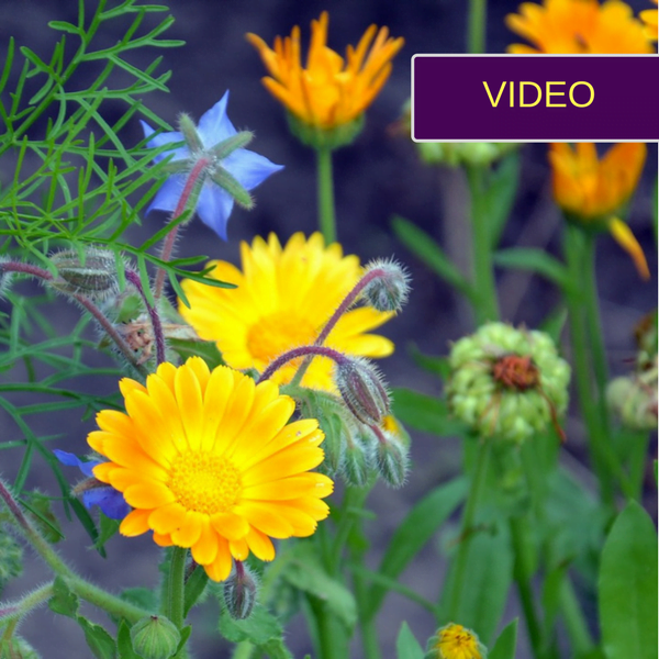 3 beautiful flowers that will help you fight parasites