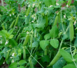 Growing Peas for Beginners: Here’s What You Need to Know