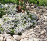 3 ways to clean the gaps between pebbles – without chemicals!