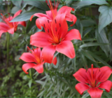 the traditional flower garden played the role of a social network