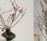 How to make branches bloom and which branches are suitable for this