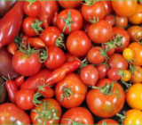 The tastiest tomato varieties of 2019: my greenhouse harvest
