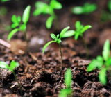 Collecting sprouts: the most common mistakes
