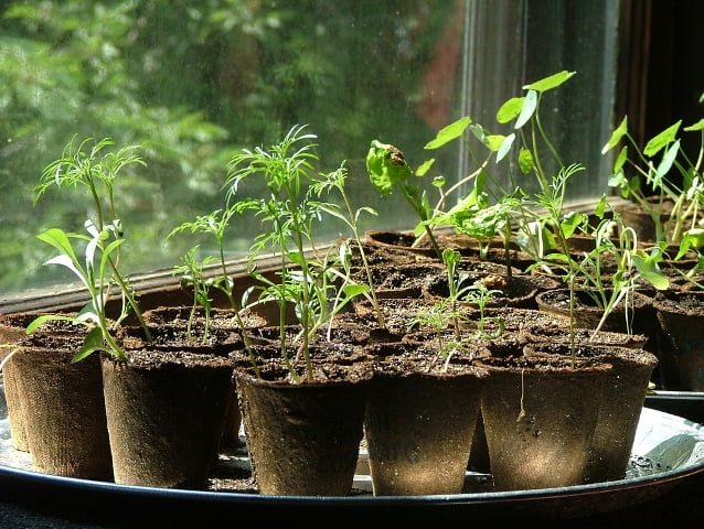 Harvested in peat pots. Photo from www.gardeningknowhow.com