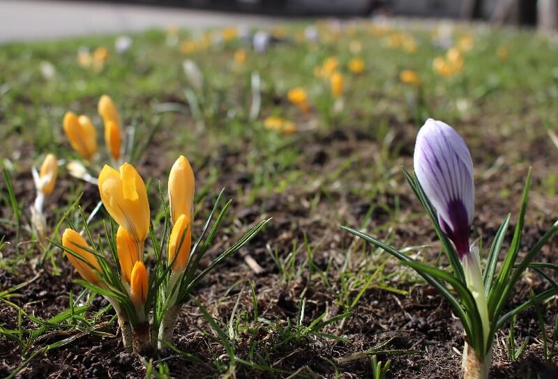 In early spring, crocuses look simply wonderful on the lawn