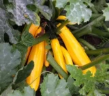 Crop Rotation: How to Apply It Generally in Your Garden