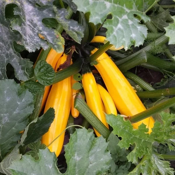 Crop Rotation: How to Apply It Generally in Your Garden