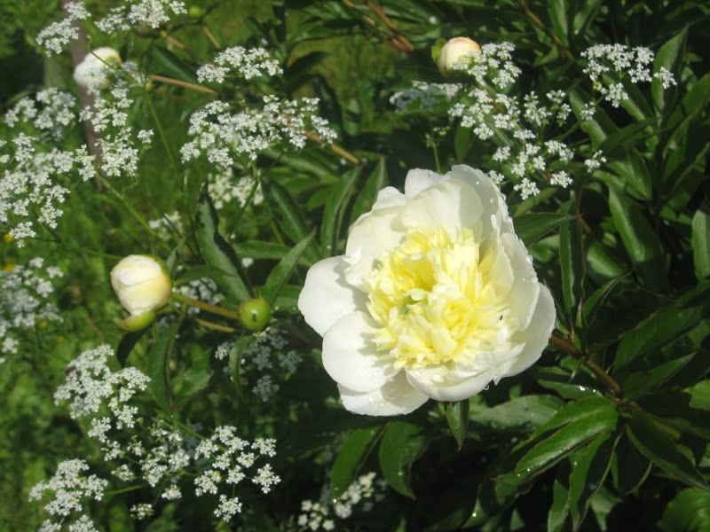 Peony or horseradish flowers - a combination created by you on the farm. photo L. Liubertaitė