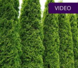 Thuja hedge – 5 rules for a healthy and beautiful hedge –