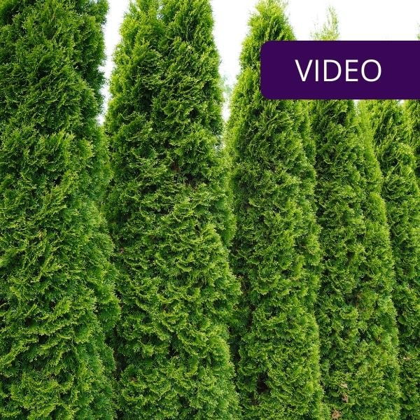 Thuja hedge – 5 rules for a healthy and beautiful hedge –