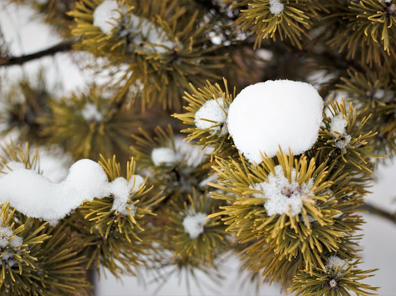 How to cover agals. Mountain pine with yellow needles "Ophir" completely resistant to the sun and wind of February. Automatic photo R. Laurinavičienė.