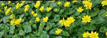Edible or poisonous? This is what you need to know about celandine in April