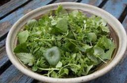 Edible wild herbs in winter – wild herb salad with herbs