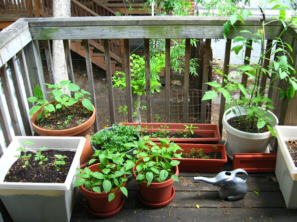 Grow vegetables on the balcony with LECHUZA VEGGIEPON